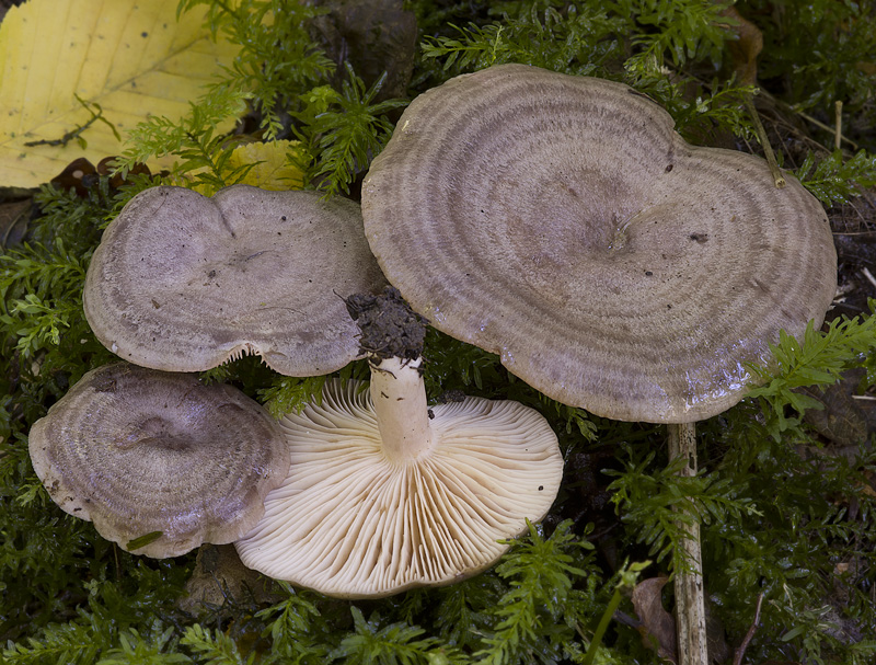 Lactarius circellatus